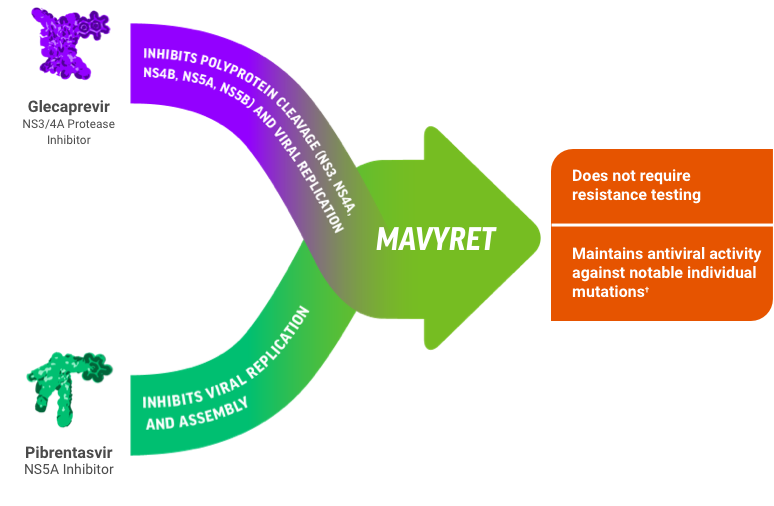 Glecaprevir and Pibrentasvir method of action infographic.